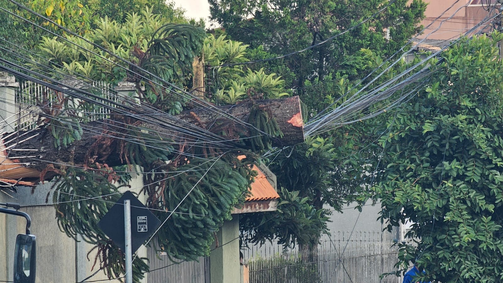 Temporal com ventos de 70 km/h provoca queda de árvores e estragos em Curitiba