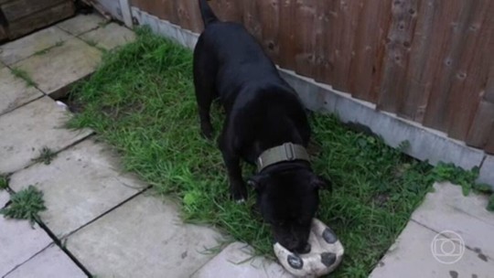 O cão que foi banido do Reino Unido após uma série de ataques fatais - Programa: Bom Dia Brasil 