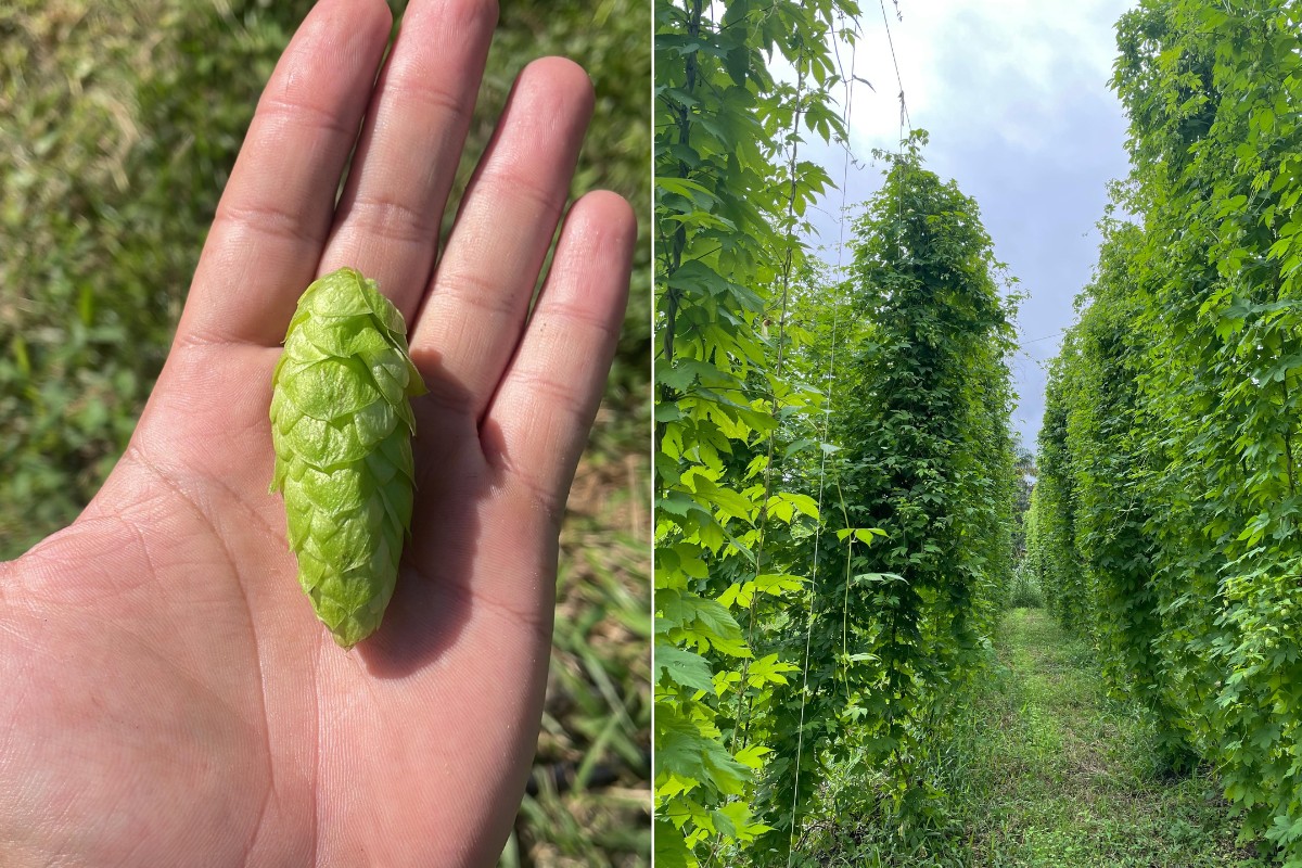 Irmãos investem em cultivo de lúpulo em área nunca plantada e  ganham título com a 1ª safra