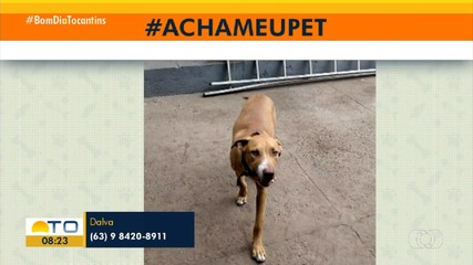 AchaMeuPet: tutora pede ajuda para encontrar cachorro que fugiu de casa em Palmas