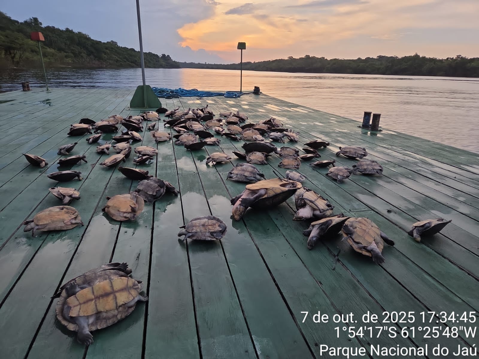 Fiscalização apreende 117 quelônios que eram contrabandeados em embarcação no interior do Amazonas