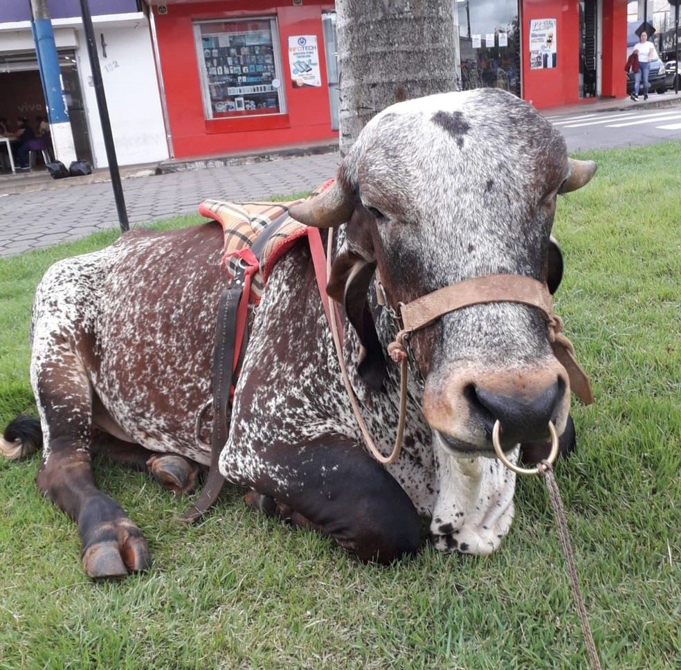Boi Morinho — Foto: Gilberto Veiga/Divulgação