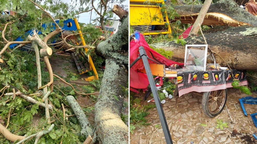 Parada de ônibus e carrinho que vendia lanches também foram atingidos por árvore que desabou — Foto: Corpo de Bombeiros