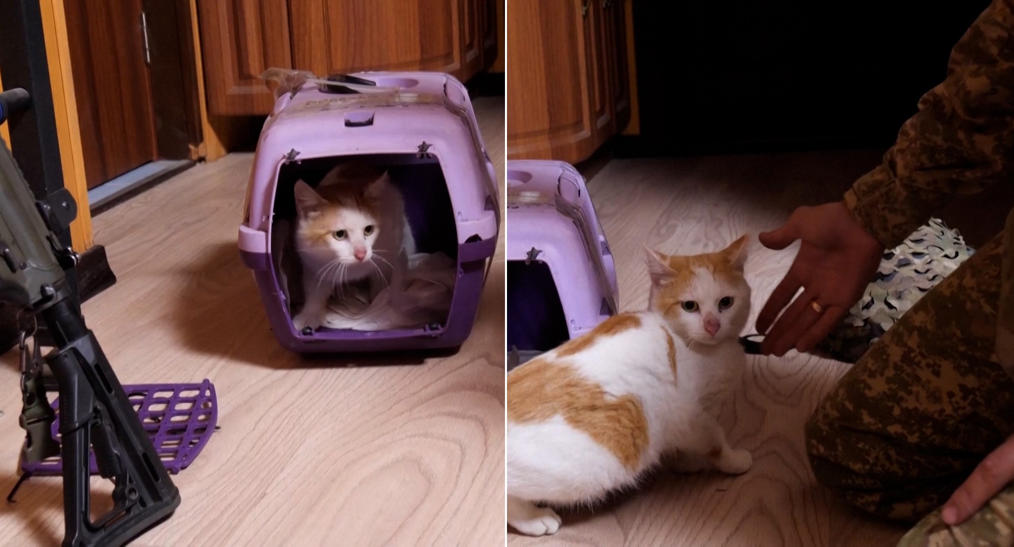 Gato é resgatado da linha de frente da guerra da Ucrânia após meses em trincheira com soldados; VÍDEO