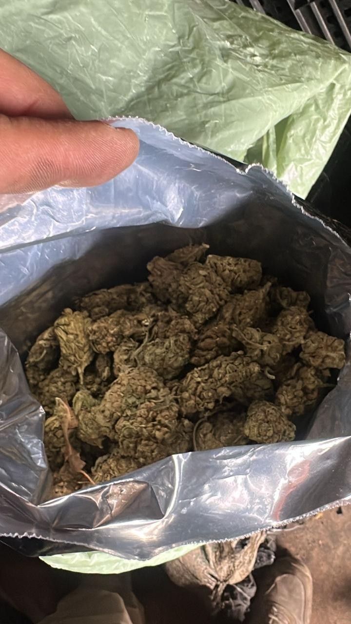 PRF apreende mais de meia tonelada de maconha em Magé; três pessoas são presas