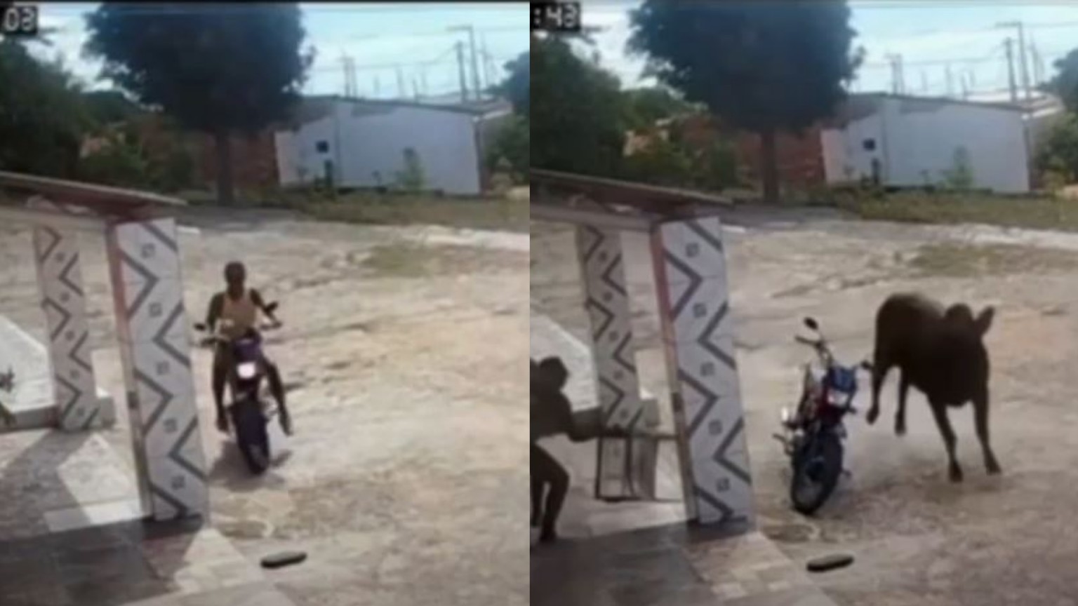 'Pensei que ia morrer': mulher escapa de ataque de boi no interior do RN