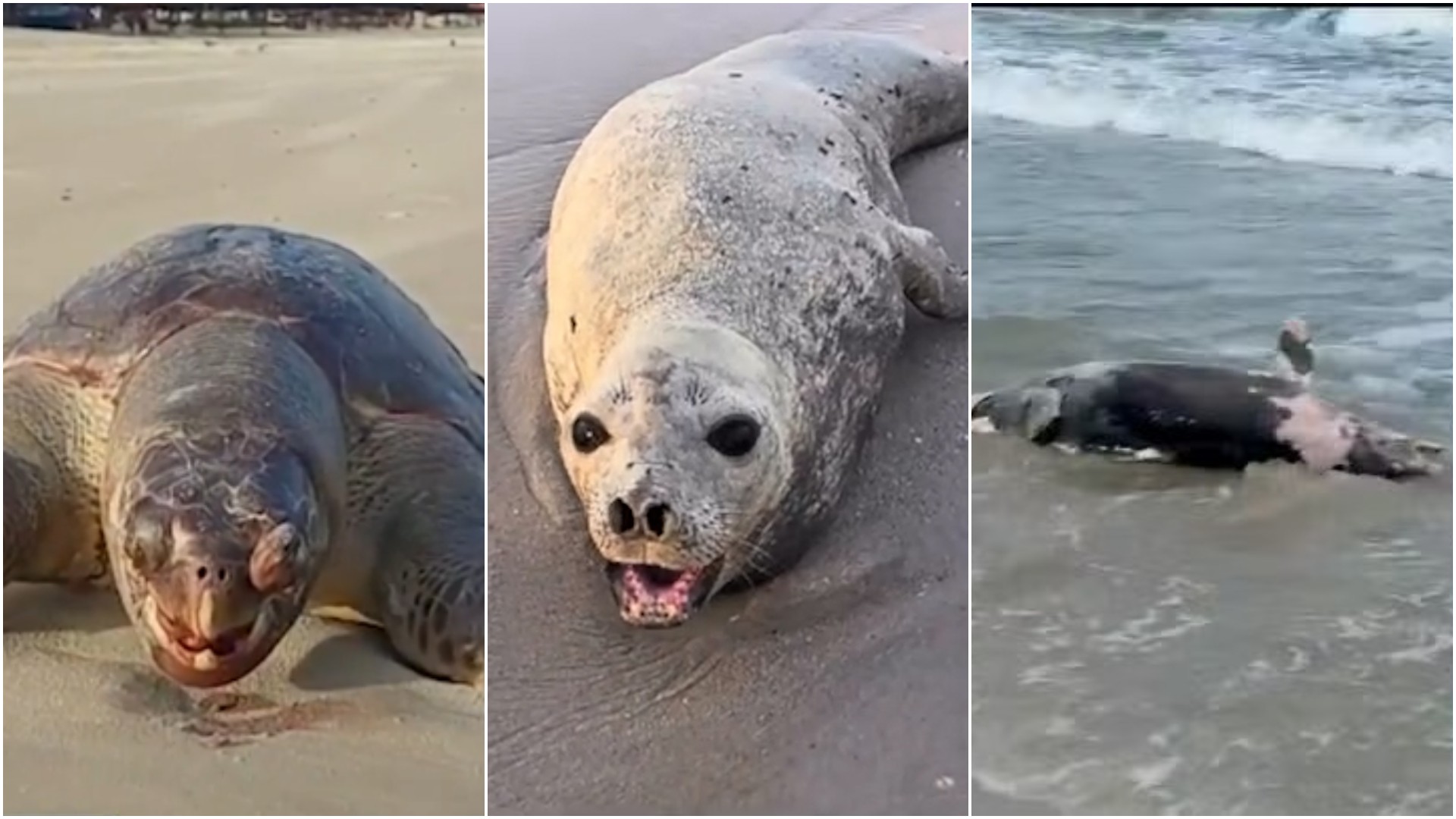 Ação humana amplia a morte de animais marinhos no litoral do MA