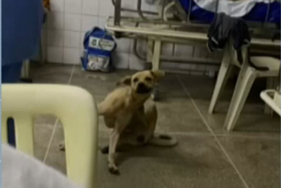 A Prefeitura de Fortaleza disse que o animal vai diariamente na unidade em busca de comida e que o Centro de Zoonoses foi acionado. — Foto: Reprodução