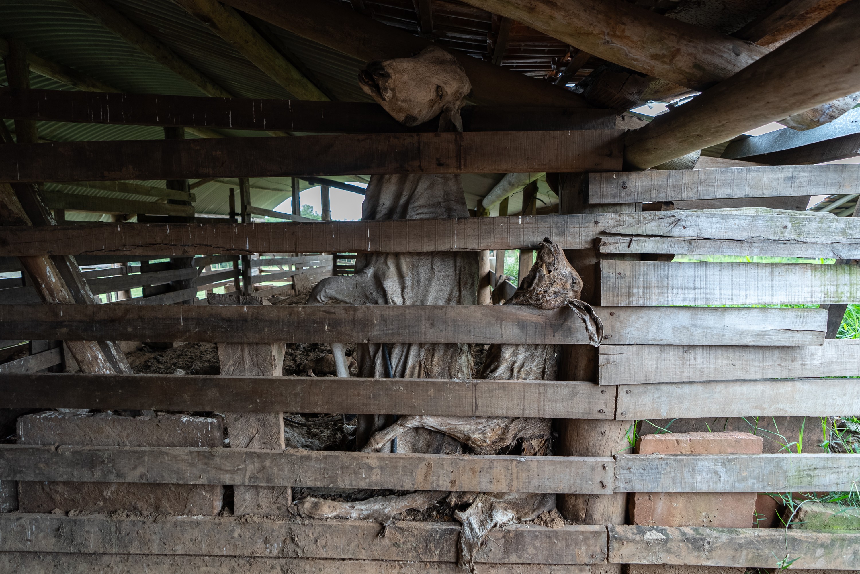 Corpos de vacas que morreram tentando fugir da água em curral seguem intactos 7 meses após enchentes no RS