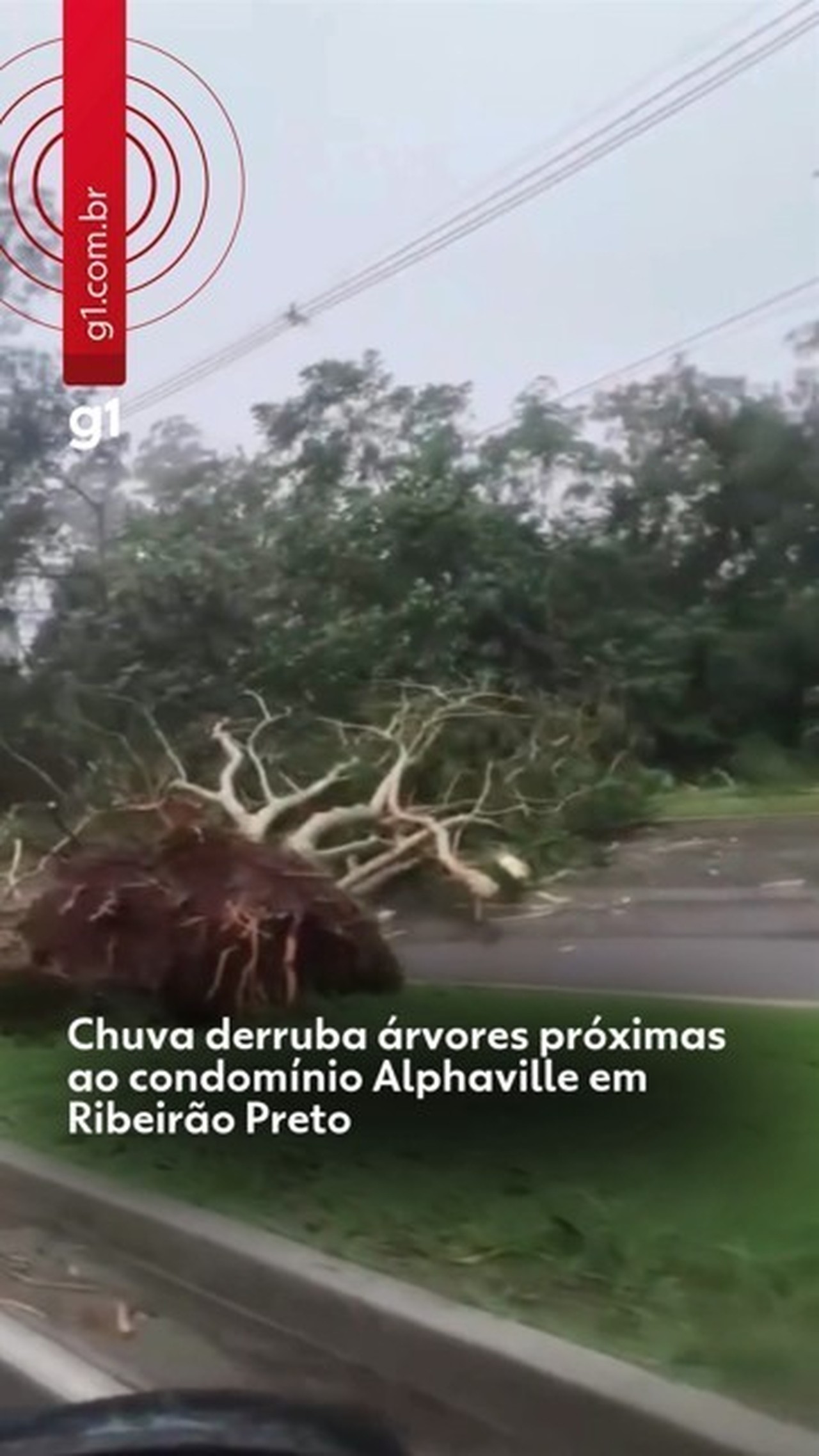 Chuva causa queda de 17 árvores na região do Alphaville em Bonfim Paulista