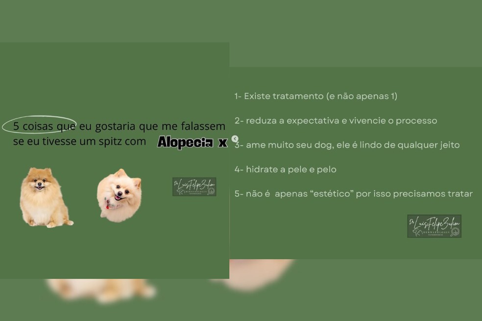 Veterinário compartilha em suas redes sociais dicas para cuidar da saúde dermatológica e pelagem dos pets — Foto: Reprodução/Redes Sociais