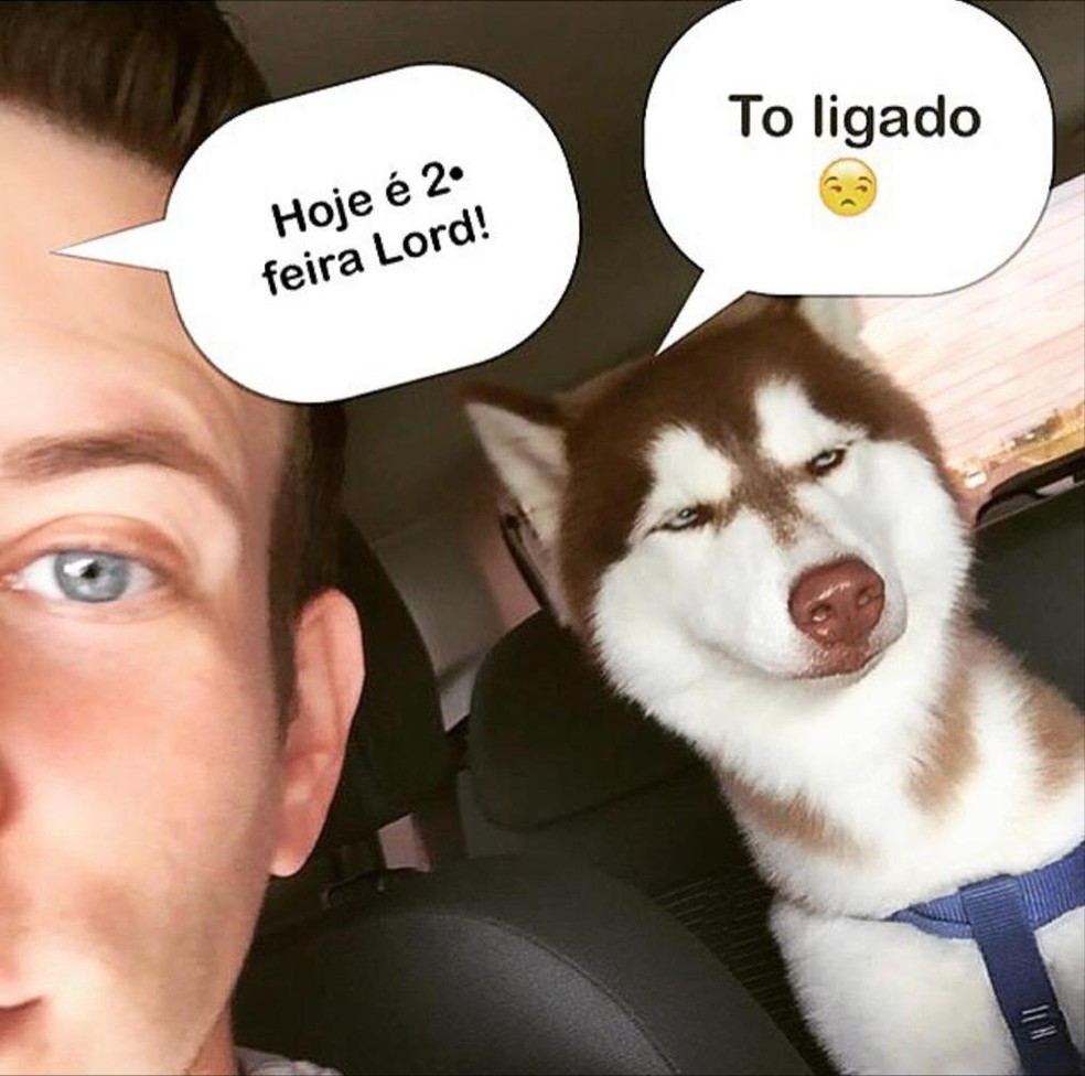 Doginfluencer' de Cuiabá faz sucesso na internet após memes