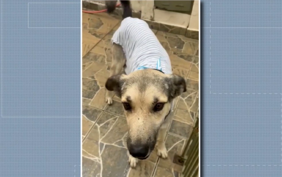 Cães são resgatados em Ouro Fino com indícios de castração clandestina e mutilação