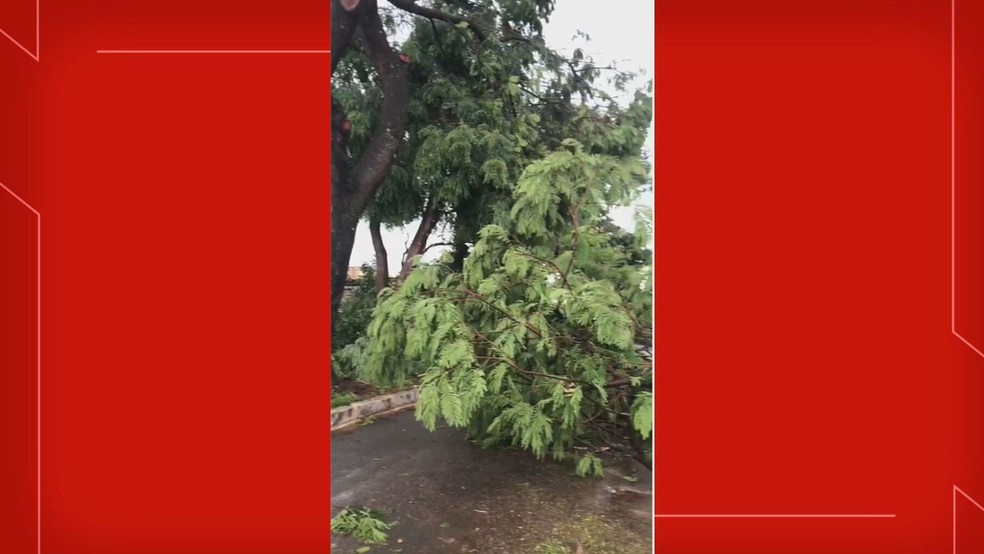 Árvores caem durante forte chuva no Distrito Federal — Foto: Reprodução
