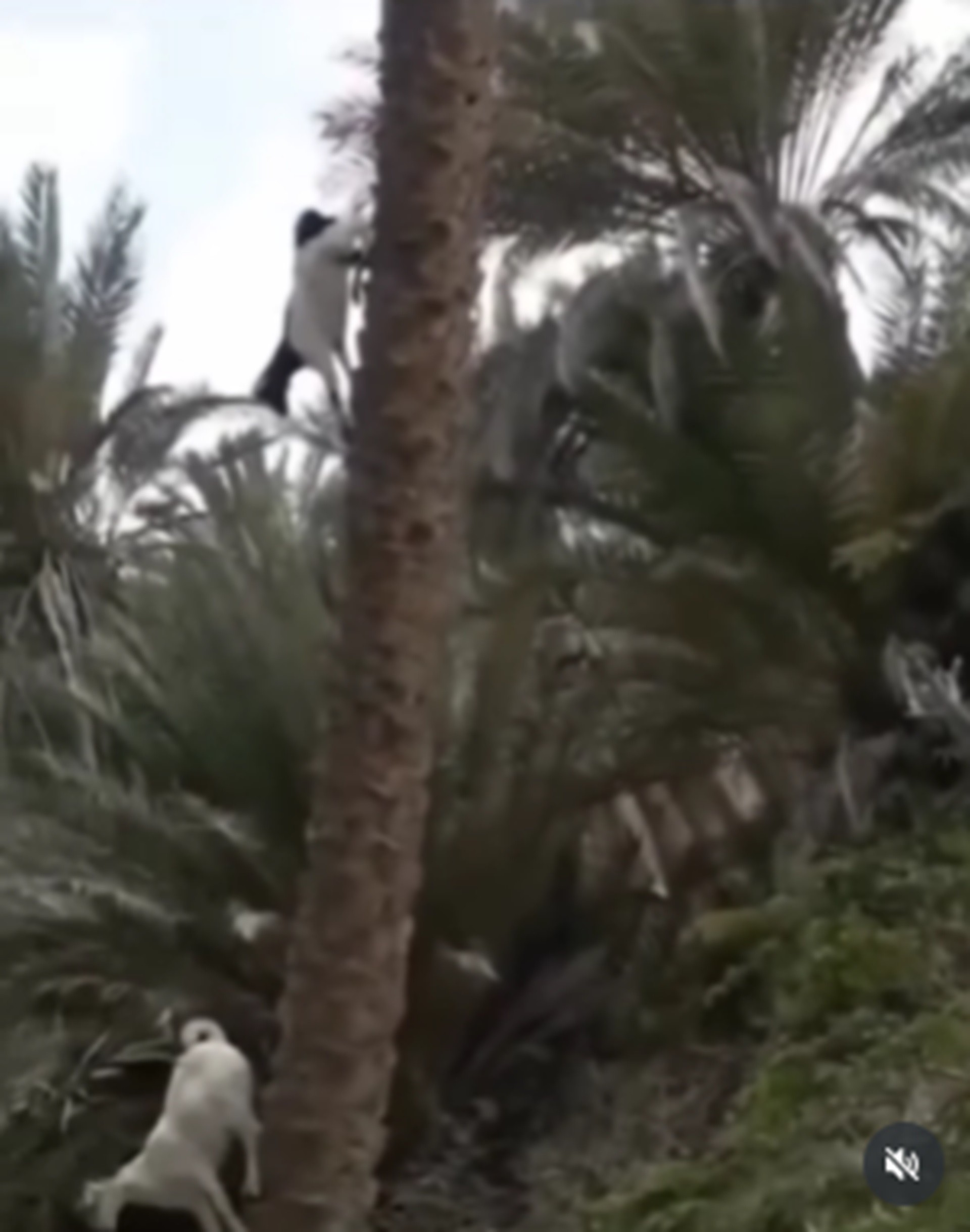 É #FATO: Vídeo mostra cabras descendo de árvore na vertical