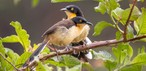 Japacanim (Donacobius atricapilla)