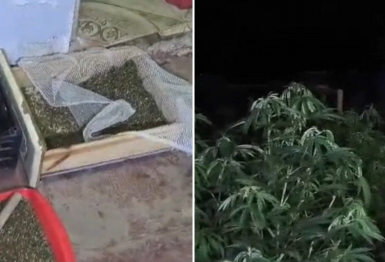 PM flagra plantação de maconha em Mogi das Cruzes