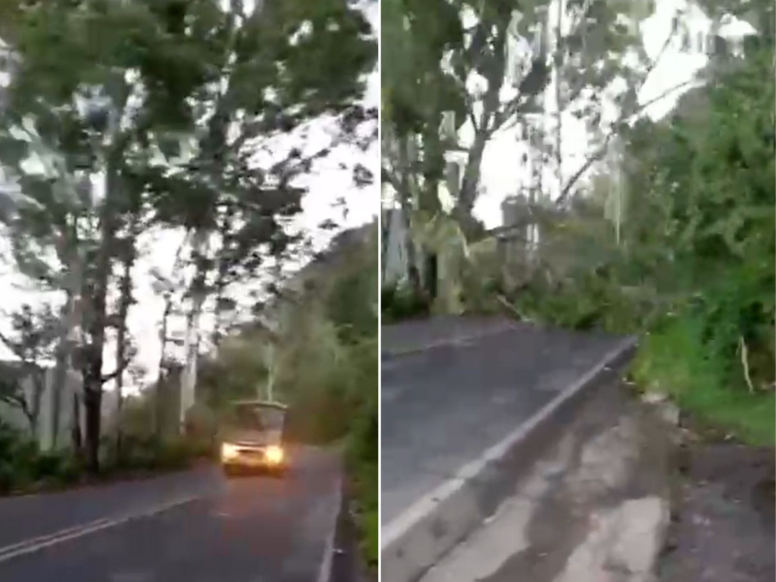 Ônibus 'escapa' de acidente segundos antes de árvore cair em rodovia no interior de SP; ASSISTA