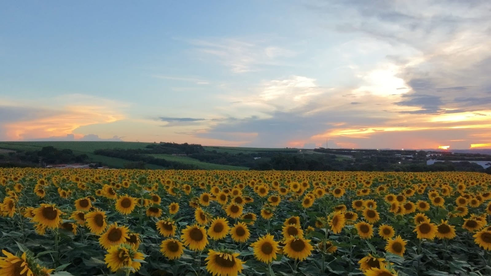 VÍDEO: plantação com mais de 500 mil girassóis que surgiu de desafio entre amigos chama atenção no interior de SP