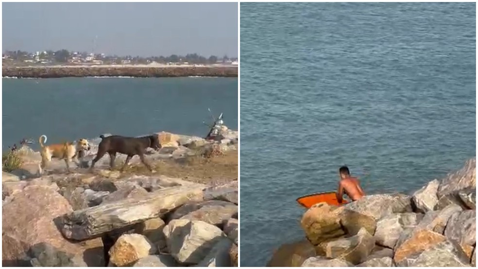 Cachorro de pelagem preta foi resgatado do mar por banhista em Caucaia (CE) — Foto: Reprodução/Brenda Matias