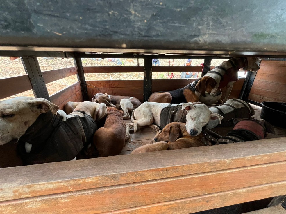Os animais foram localizados e recolhidos em Lavínia (SP) — Foto: Divulgação / Polícia Ambiental