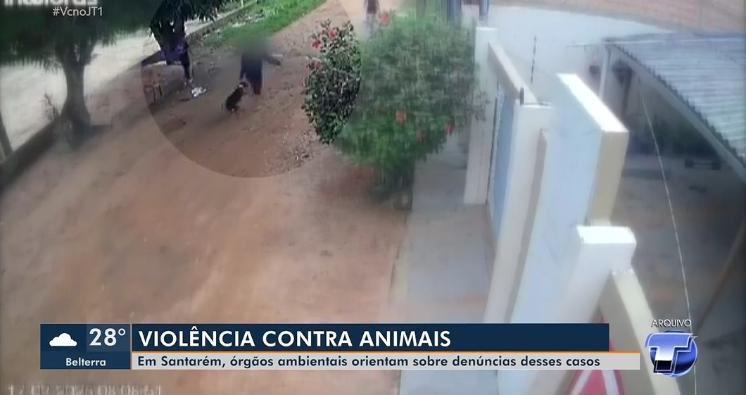 Casos de maus-tratos a animais são recorrentes em Santarém