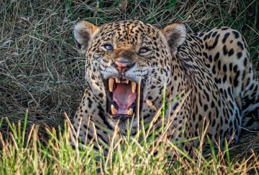 Onça pintada é considerada um dos maiores predadores da Amazônia. — Foto: Edir Alves