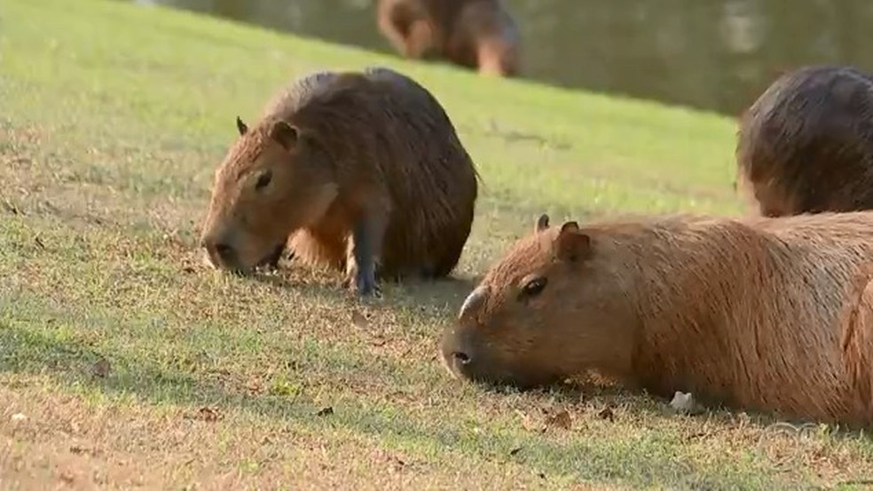 Capivara de quase 70 kg é capturada em condomínio de Jundiaí