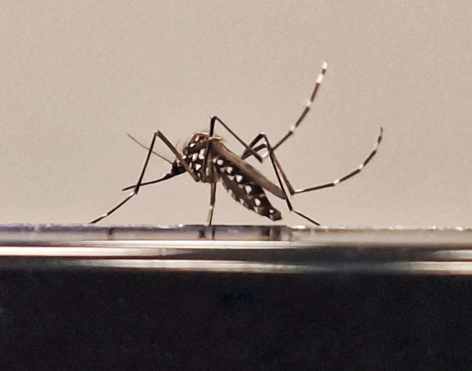 Vigilância Epidemiológica confirma dengue como causa da morte de idosa em Dracena