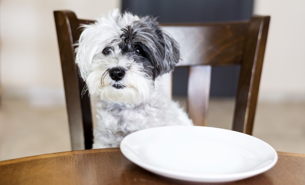 Cachorro sentado à mesa — Foto: Boryanam/Freepik