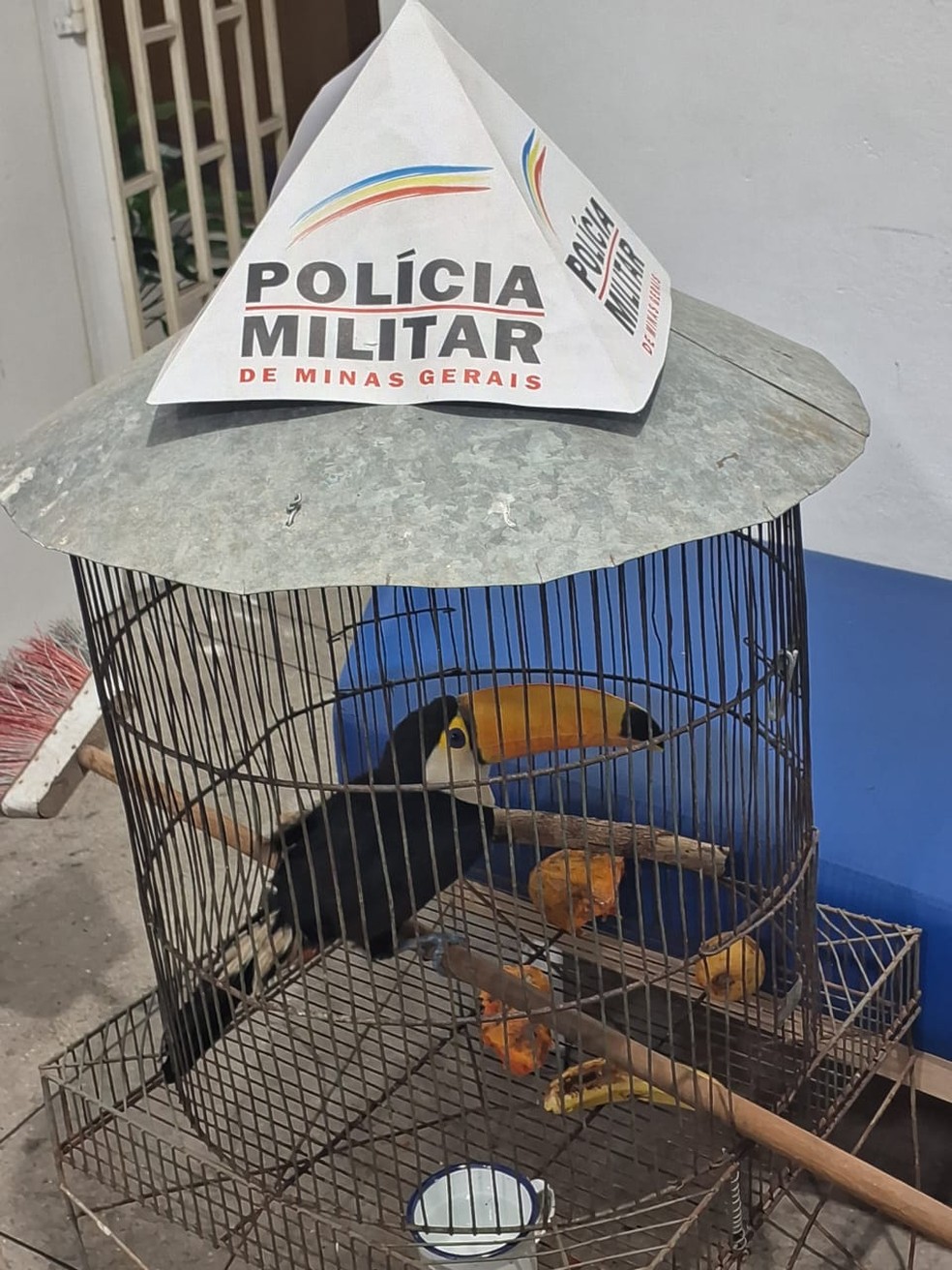 Tucano foi encontrado em cativeiro de casa em Santos Dumont — Foto: PMMG/Divulgação