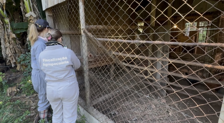 Com foco encerrado, propriedades no raio de 10 km de granja afetada por gripe aviária recebem nova rodada de visitas no RS
