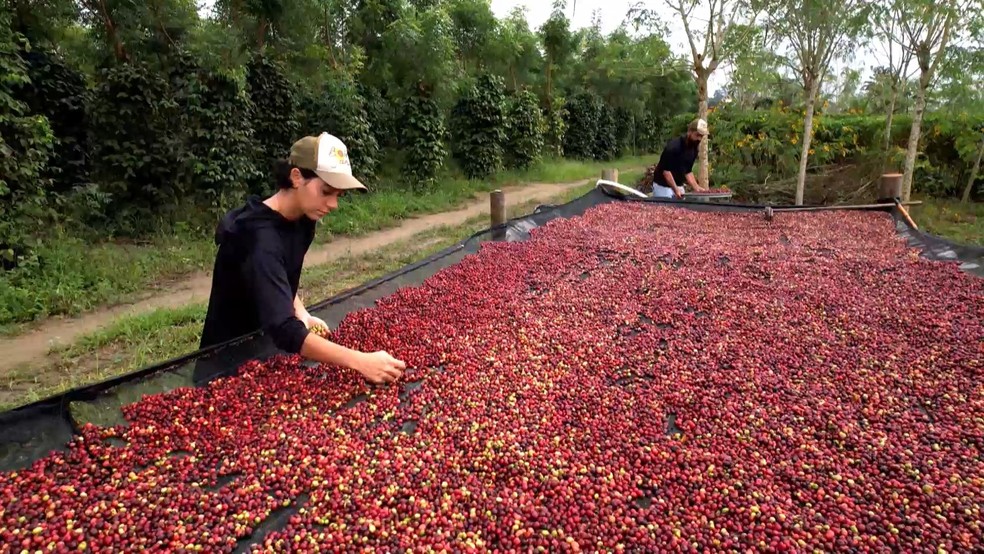 Grãos de café conilon produzido no modelo agroecológico são secos em terreiros suspensos, passam por nova triagem e seguem para descascamento e torra — Foto: TV Gazeta