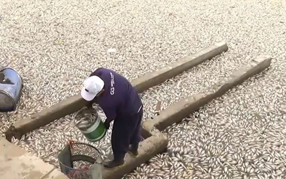 Funcionário da Sesuma retira peixes mortos do Açude Velho — Foto: Reprodução/TV Paraíba