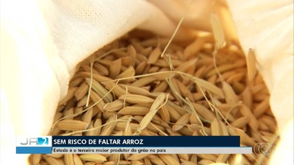 Em 3º no ranking de produção de arroz no país, TO tem expectativa de colheita alta 2024