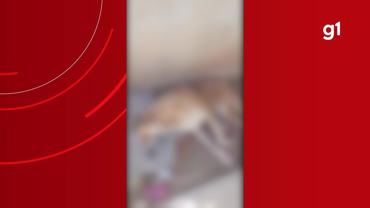 Cachorro é morto a tiro por caseiro após entrar em sítio no interior do Amazonas; VÍDEO