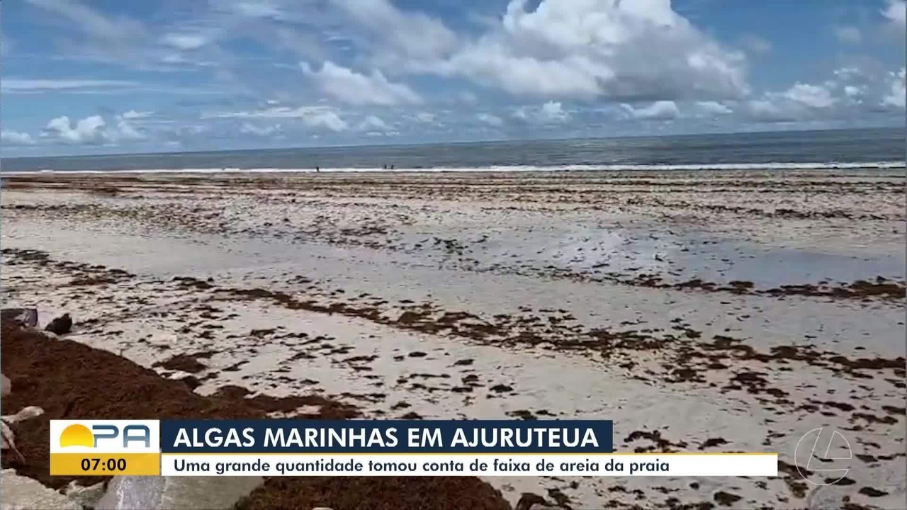 Praia em Bragança tem faixa de areia coberta por sargaço, no PA; veja as causas do fenômeno