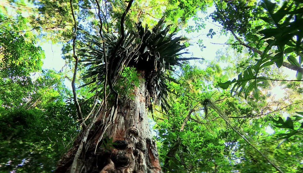 Árvore de Pau-brasil — Foto: Terra da Gente