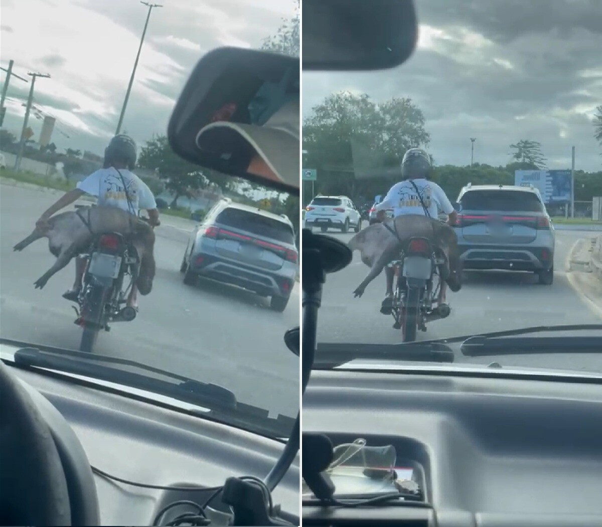 Capivara morta é flagrada sendo transportada em motocicleta em Campos