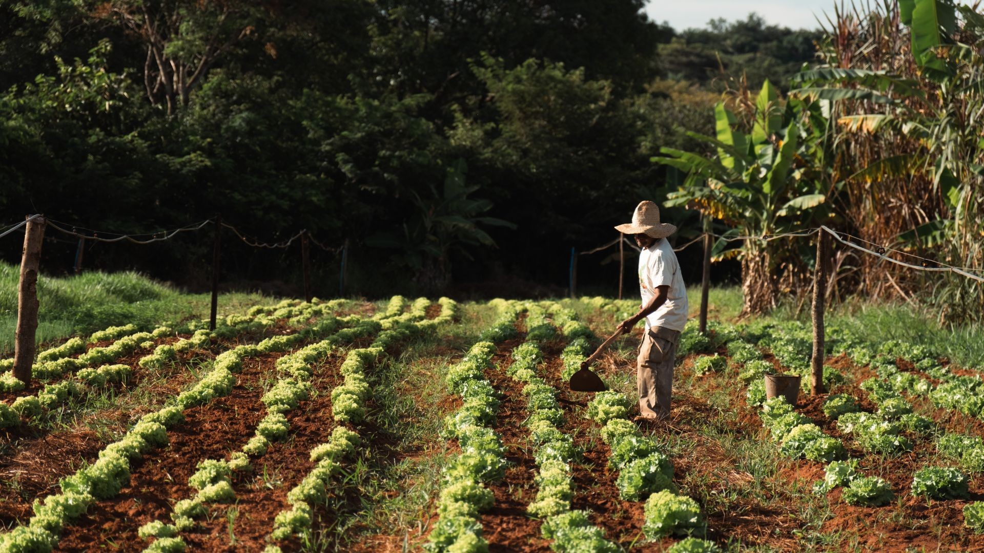 Documentário 'Canto da Terra', produzido em Uberlândia, mostra a força e a sabedoria de Pedro, um agricultor e raizeiro de 73 anos