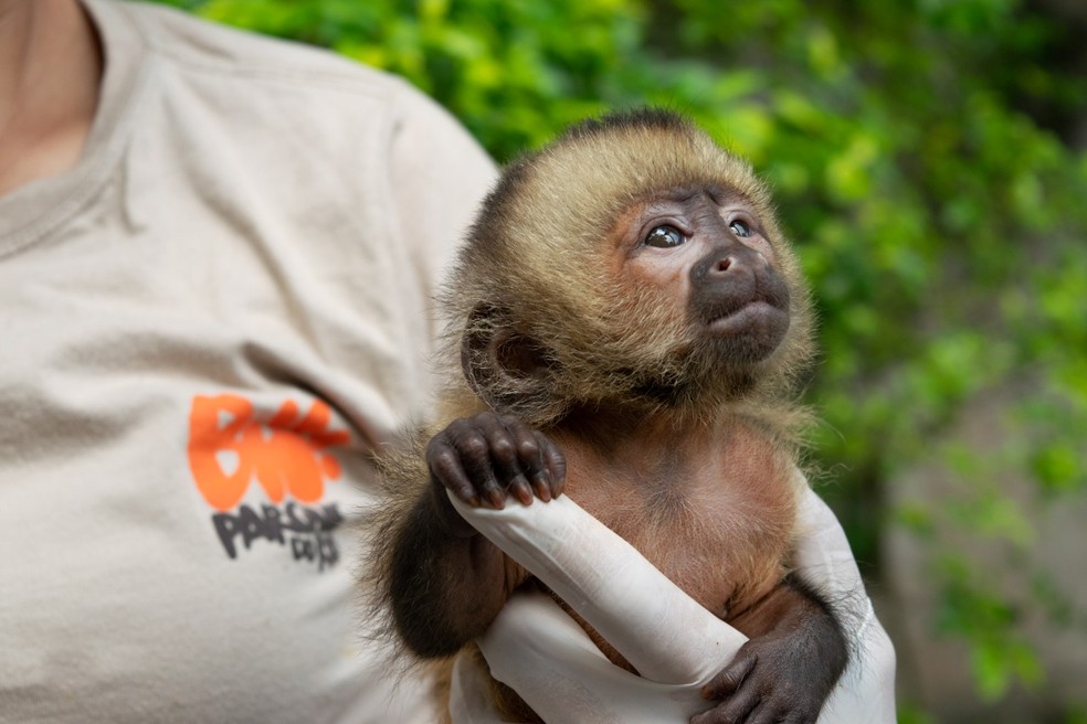 Filhote de macaco-prego-do-peito-amarelo nasce no BioParque do Rio!