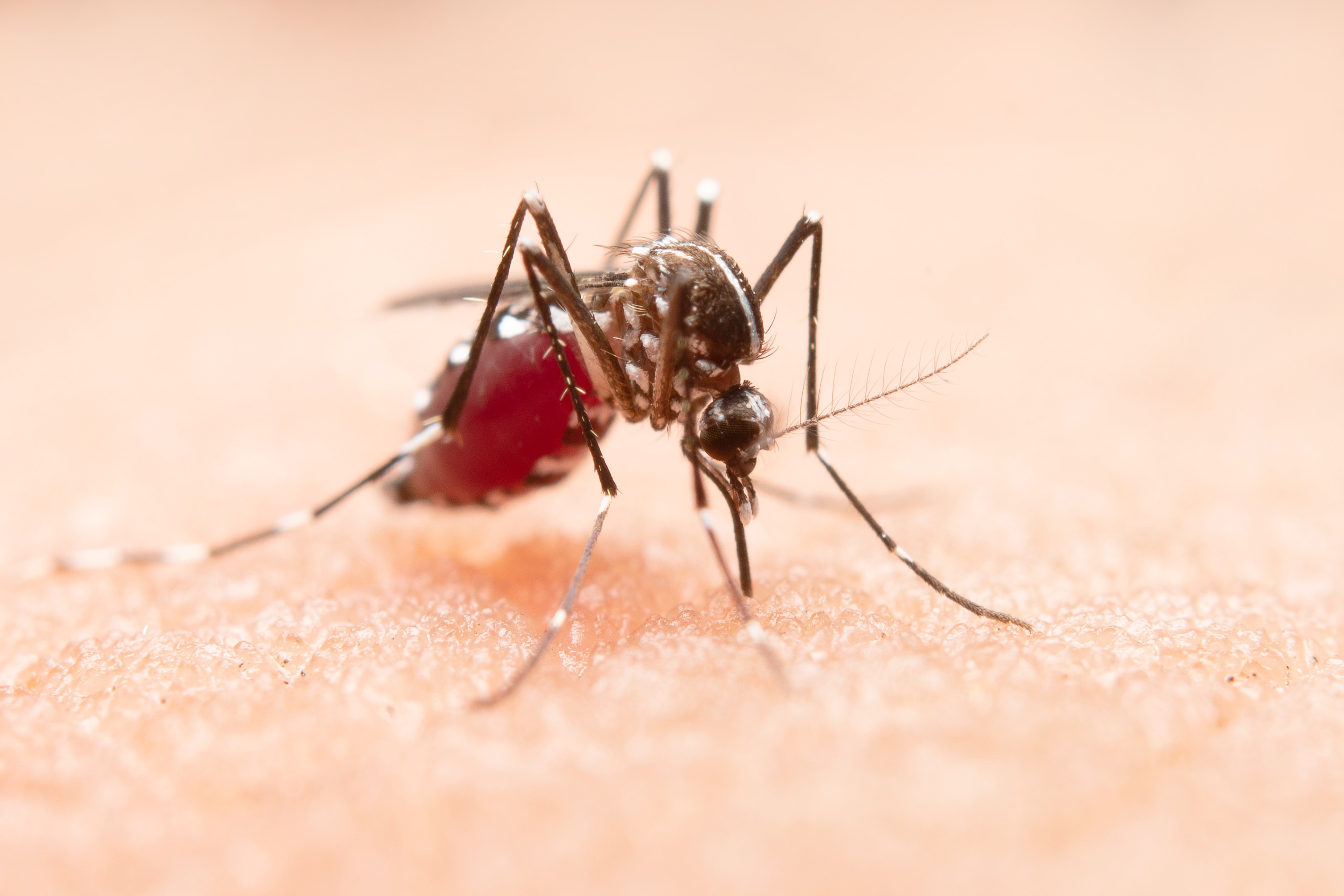 Por que algumas pessoas reagem tão mal às picadas de mosquito? A resposta está na saliva dos insetos