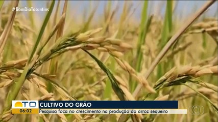 Pesquisa foca no crescimento da produção do arroz sequeiro no Tocantins