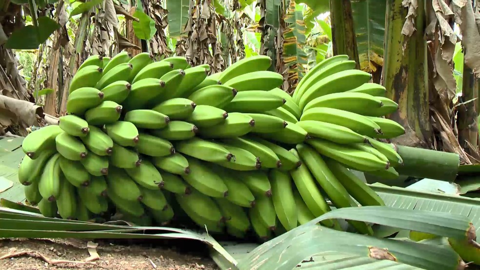 Cacho de banana da variedade Vitória pesa cerca de 50 quilos.  — Foto: Reprodução/TV Gazeta