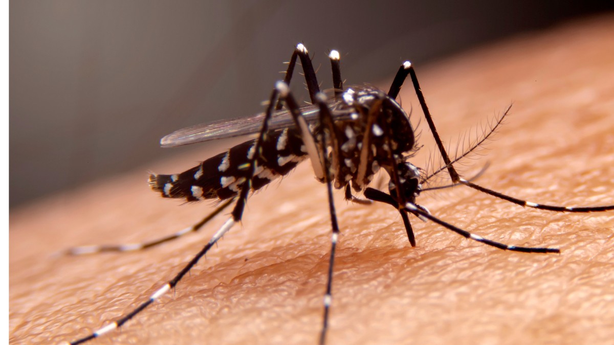 Denguefieber: Denguefieber hat 55 Todesfälle und 100.558 wahrscheinliche Krankheitsfälle |  Bundesland