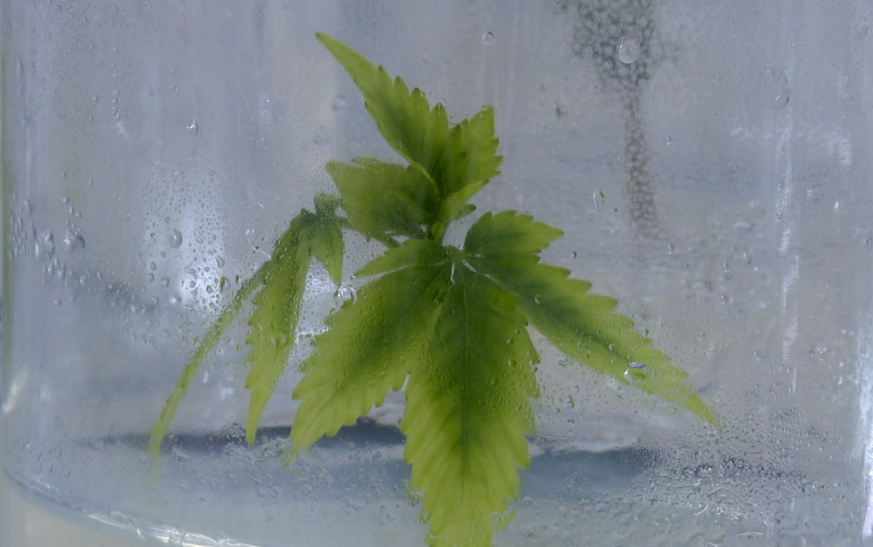 Laboratório da Ufla recebe certificação para projetos in vitro de cannabis medicinal geneticamente modificada