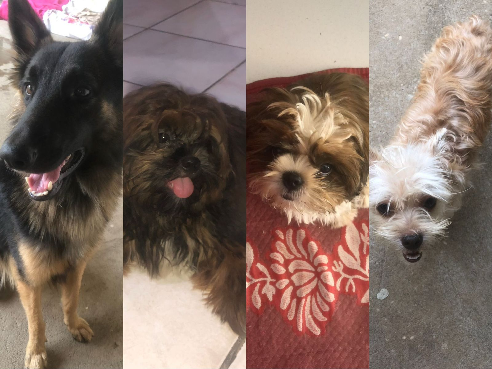Quatro cães morrem no mesmo dia após ataque de abelhas: 'Tem dias que amanhecemos chorando', diz tutora