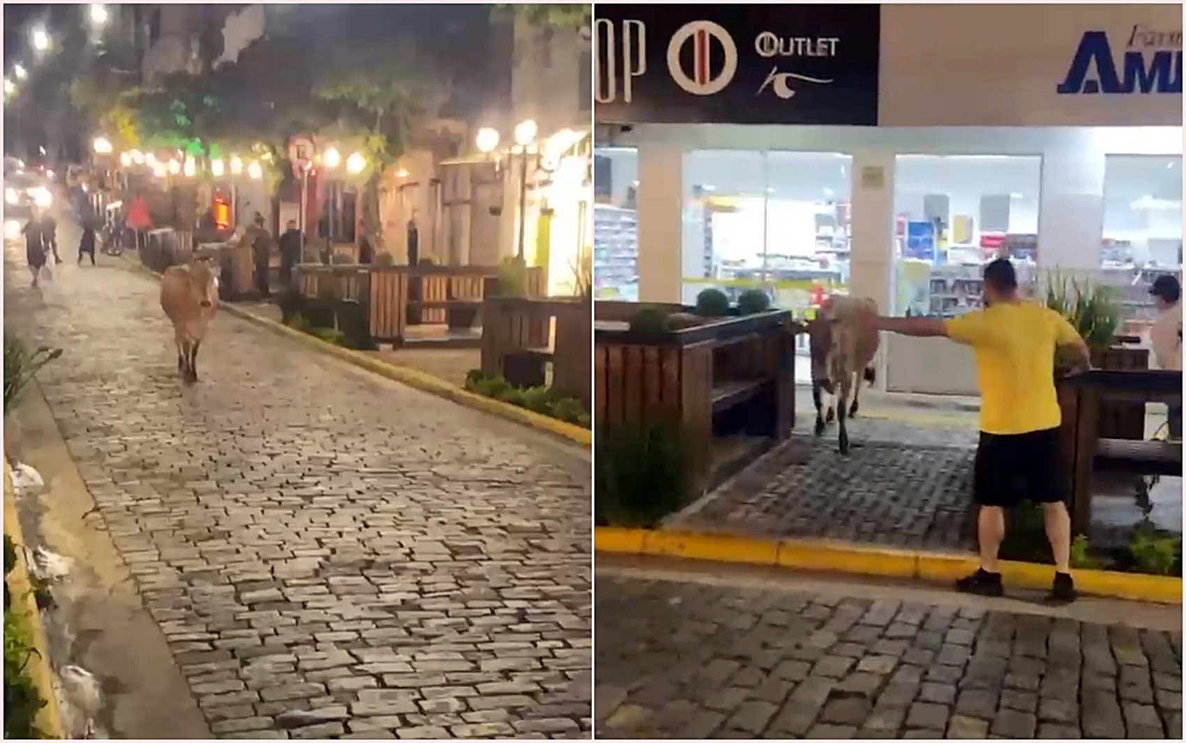 Vaca solta causa transtornos no trânsito e danifica veículos no Sul de MG; veja VÍDEO