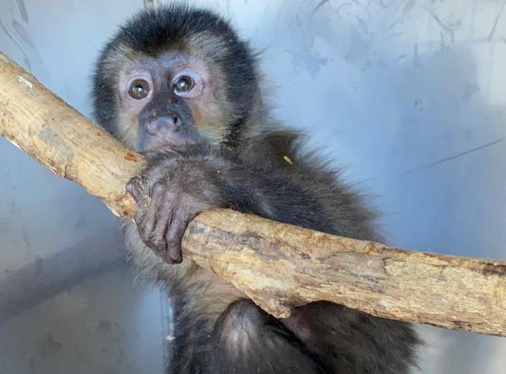 G1 - Macaco-prego - notícias em Fauna