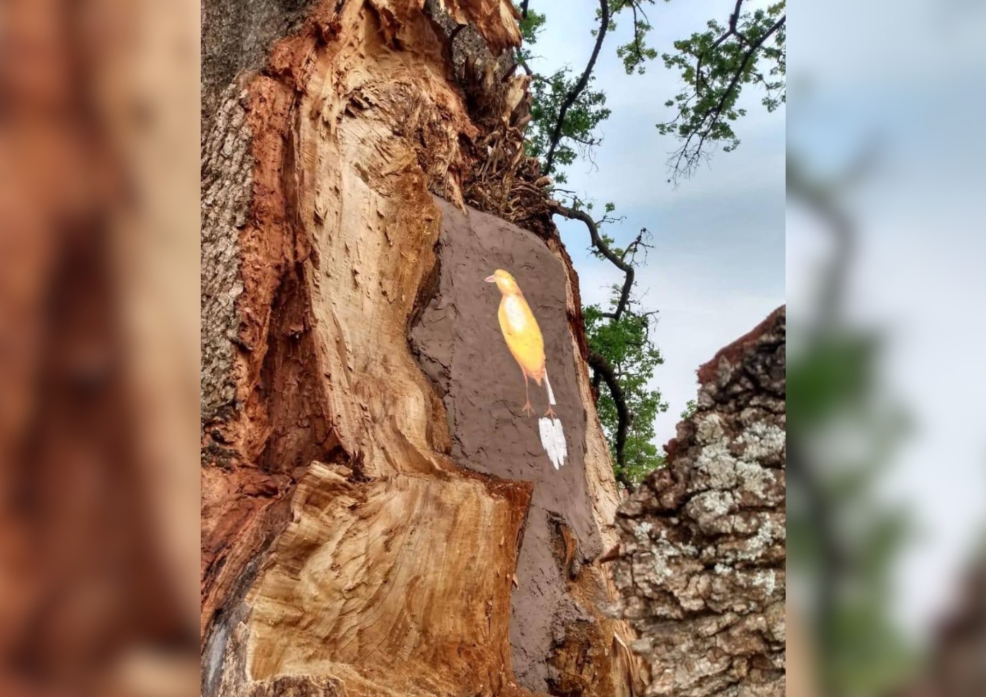 Conheça a história da paineira bicentenária que continua viva mesmo após ter sido queimada em Itapeva
